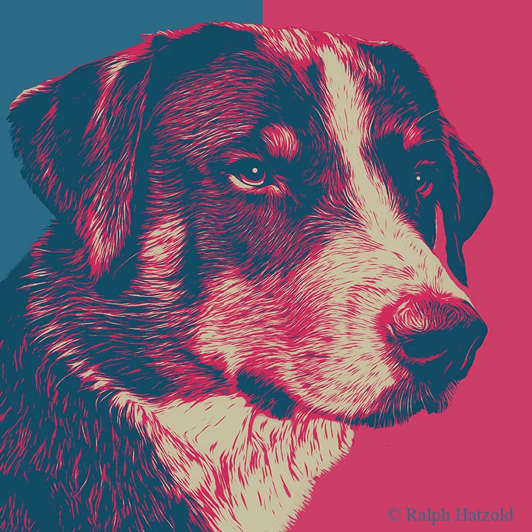 andy warhol Stil hundeportrait appenzeller sennenhund geschenk kunst individuell vom eigenen hund