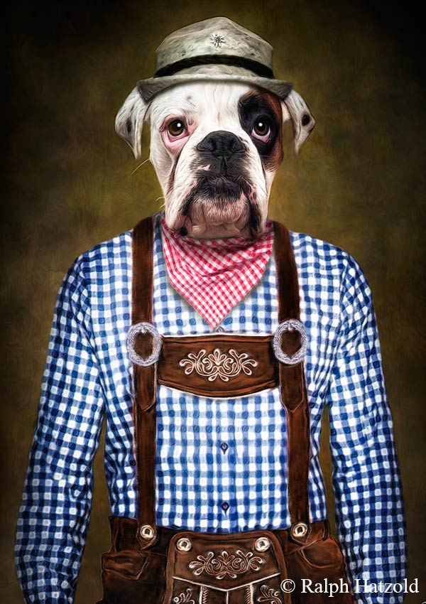 Hund in bayrischer Lederhose Boxer Portrait in Kleidung