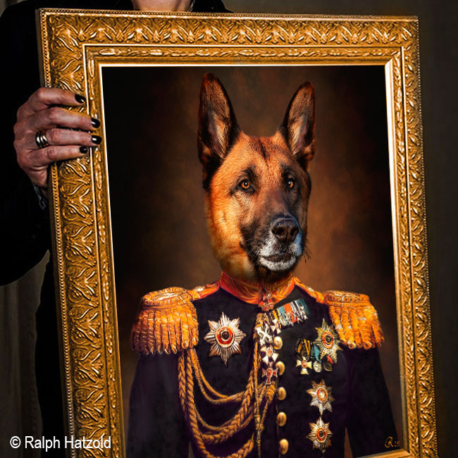 Schäferhund als General in goldenem Prunkrahmen