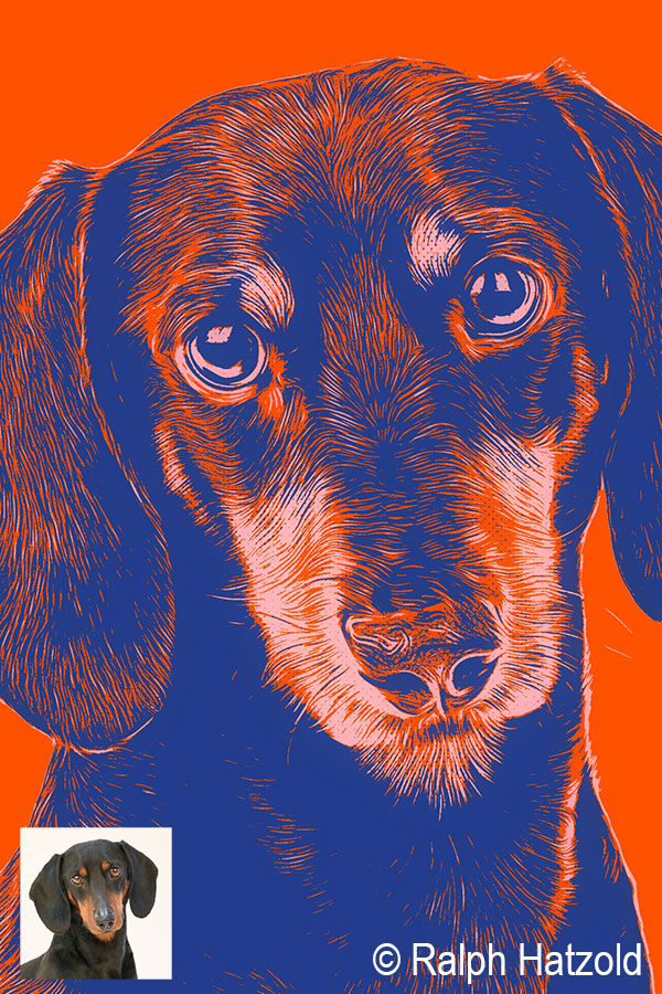 Detailansicht Pop Art Dackel Porträt Willi im Classic Hannah Andy Warhol Stil mit Originalfoto als Vorlage