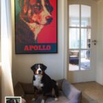 Appenzeller Sennenhund Apollo mit individuellem Pop Art Portrait im schwarzen Schattenfugenrahmen