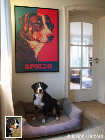Appenzeller Sennenhund Apollo mit individuellem Pop Art Portrait im schwarzen Schattenfugenrahmen